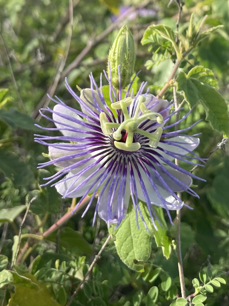 Passiflora foetida — a medium houseplant, prefers full sun light