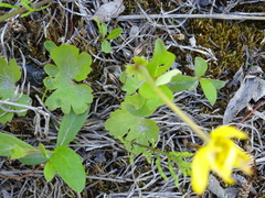 Anemonastrum richardsonii