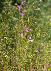 Clarkia biloba brandegeeae