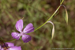 Clarkia biloba brandegeeae