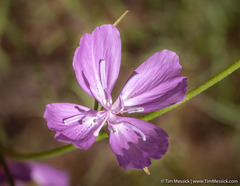 Clarkia biloba brandegeeae