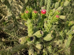 Austrocylindropuntia subulata
