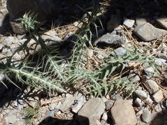 Cirsium eatonii clokeyi