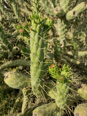 Austrocylindropuntia subulata