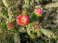 Austrocylindropuntia subulata
