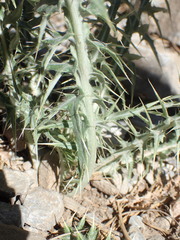 Cirsium eatonii clokeyi