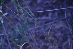 Lestes ochraceus