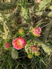 Austrocylindropuntia subulata