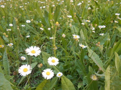 Bellis perennis