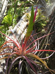 Tillandsia concolor