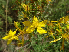 Hypericum perforatum