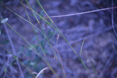 Lestes ochraceus