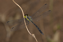 Agrionoptera longitudinalis