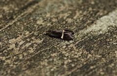 Aproaerema cinctella