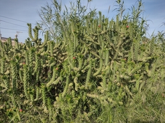 Austrocylindropuntia subulata