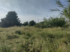 Austrocylindropuntia subulata