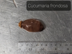 Cucumaria frondosa