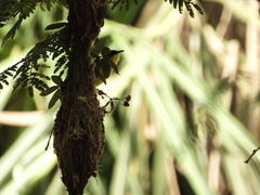 Todirostrum cinereum