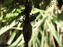 Todirostrum cinereum