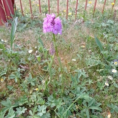 Anacamptis pyramidalis