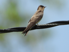 Stelgidopteryx ruficollis