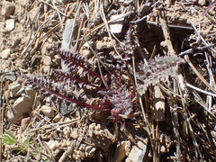Pedicularis semibarbata charlestonensis