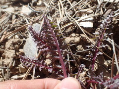 Pedicularis semibarbata charlestonensis
