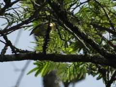 Spinus psaltria