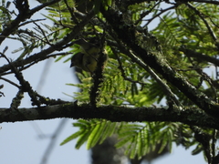 Spinus psaltria