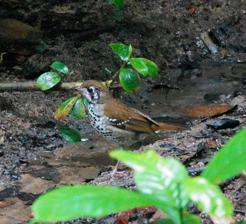 Spot-winged Thrush (Geokichla spiloptera), photo 3