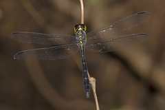 Agrionoptera longitudinalis