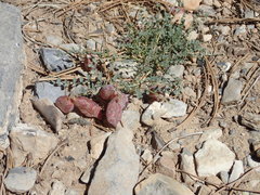 Astragalus platytropis