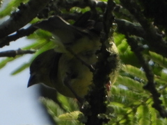 Spinus psaltria