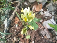 Polygala flavescens