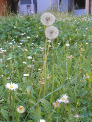 Taraxacum