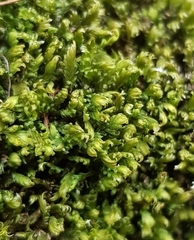 Fissidens osmundioides