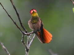 Chrysolampis mosquitus