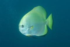 Platax boersii