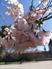 Prunus