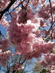 Prunus