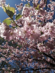 Prunus