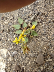Chylismia scapoidea