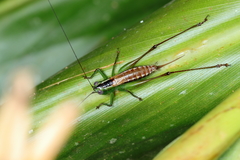 Conocephalus ochrotelus