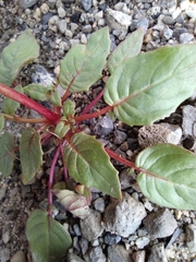 Chylismia scapoidea