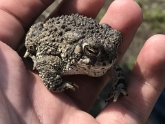 Anaxyrus compactilis