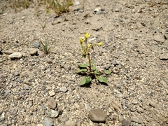Chylismia scapoidea