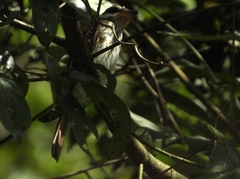 Myiodynastes maculatus