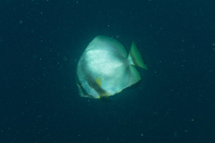 Platax boersii