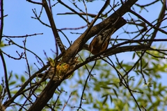 Turdus rufopalliatus