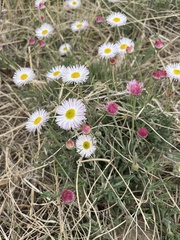 Erigeron tracyi